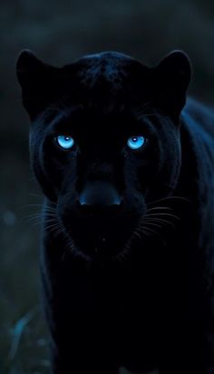 a black panther with blue eyes walking through the dark forest at night, looking straight into the camera