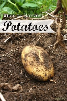 a potato sitting in the dirt with text overlay that reads, when to harvest potatoes