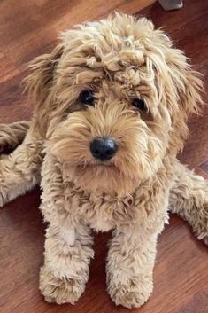 a dog that is sitting on the floor with his head turned to look like he's looking at the camera