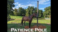 a brown horse standing next to a pole with the words patience pole written on it