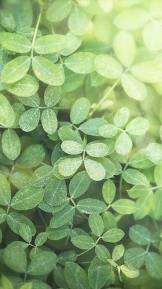 green leaves with water drops on them