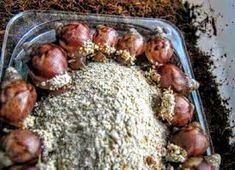 a container filled with lots of food sitting on top of dirt