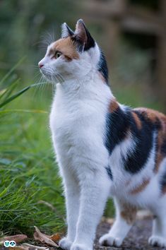 a calico cat standing on the ground looking up at something in the air with grass behind it