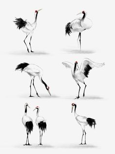 four different types of birds with long legs