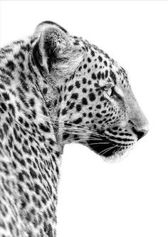 a black and white photo of a leopard