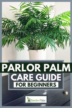 a potted plant sitting on top of a wooden table with text overlay that reads, parlor palm care guide for beginners