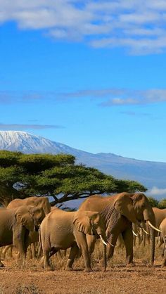 a herd of elephants walking across a dry grass field under a blue sky with snow capped mountain in the background