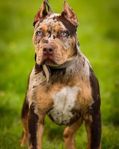 a brown and white dog standing on top of a lush green field