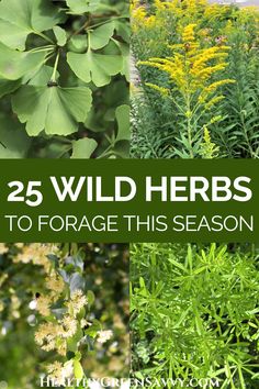 25 wild herbs to forage this season