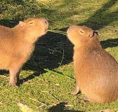 two capybaras are sitting in the grass and looking at each other's eyes