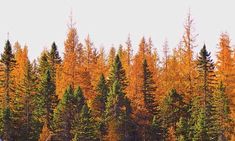 two people on skis in front of trees with orange leaves