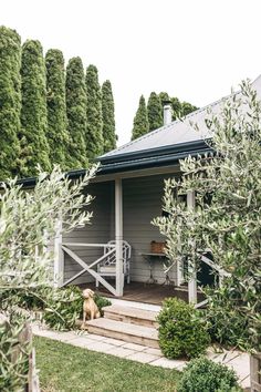 a dog is sitting on the front steps of a house with trees in the background