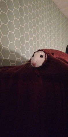 a hamster peeking out from under a blanket on top of a bed in a bedroom