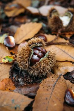 an acorn on the ground surrounded by leaves