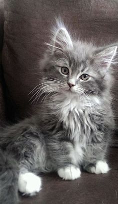 a small kitten sitting on top of a couch