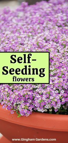 Enjoy a beautiful, low-maintenance garden year after year! Discover the best self-seeding annual flowers that thrive even in colder climates, bringing color back every season without replanting.