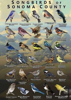 a poster with many different kinds of birds on it's back side, and the words songbirds of sonomacounty written below