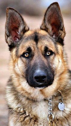 a close up of a dog with a chain around it's neck looking at the camera