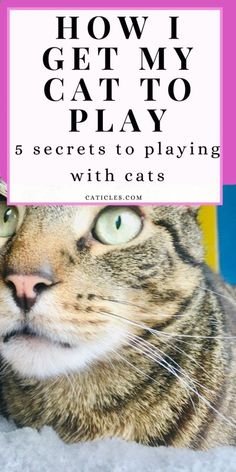 a cat with the title how i get my cat to play 5 secrets to playing with cats