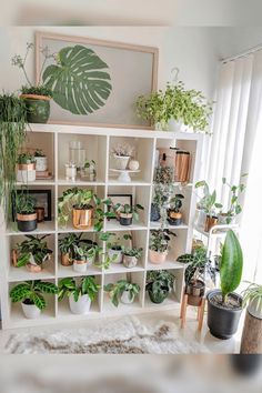 a room filled with lots of potted plants on top of white bookshelves