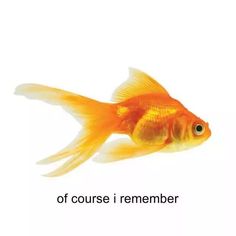 a goldfish with the words of course i remember written on it's side