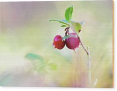 two cherries on a branch with leaves in the foreground wood print by panoramic images