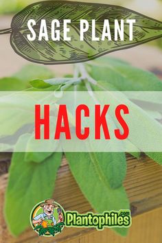 a close up of a plant with the words sage plant hacks in front of it