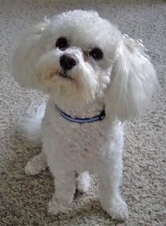 a small white dog sitting on top of a carpet