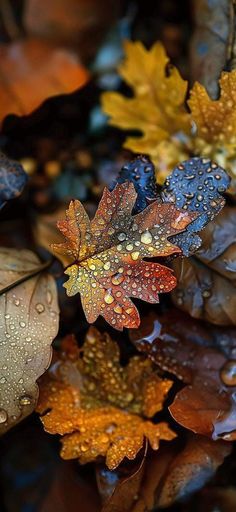 autumn leaves with drops of water on them