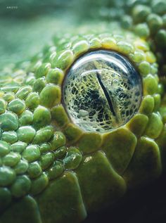 a close up view of a green snake's eye with water drops on it