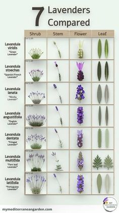 the seven lavenders are arranged in rows on a white background with text that reads 7 lavenders compared