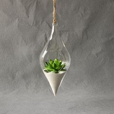 a glass hanging planter with a succulent in it on a gray background