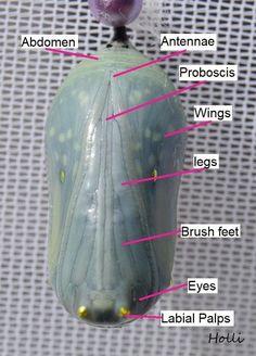 the parts of a butterfly's body are labeled