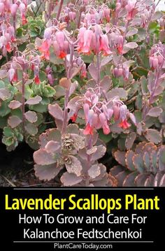 lavender scallops plant with text overlay that reads lavender scallops plant how to grow and care for kaanachoe feedsenki