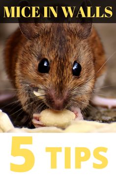 a mouse eating food with the title 5 tips for mice in walls written above it