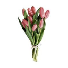 a bouquet of pink tulips tied with a white ribbon on a white background