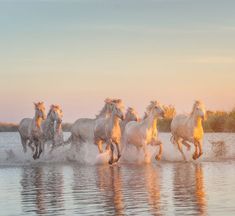 five horses running in the water at sunset