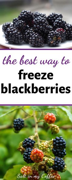 the best way to freeze blackberries