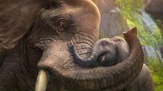 an elephant holding its baby in it's trunk