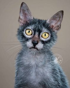 a close up of a cat with yellow eyes looking at the camera while standing in front of a beige background