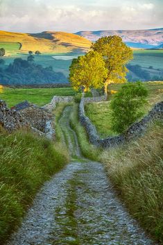 a dirt road leading to a tree in the middle of a green field with hills behind it