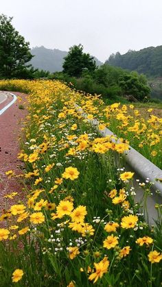 yellow and white flowers line the side of a road