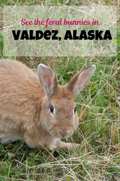 a small rabbit sitting in the grass with text overlay that reads see the federal bunnies in valdez, alaska