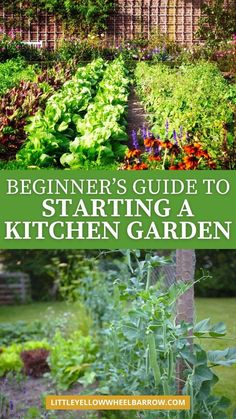 the beginner's guide to starting a kitchen garden