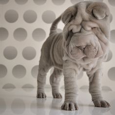 a small dog standing in front of a polka dot wall with its eyes closed and tongue out