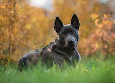 a black dog laying in the grass looking at the camera with an intense look on his face