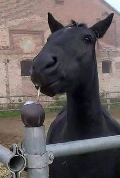 a black horse standing next to a metal fence in front of an old brick building