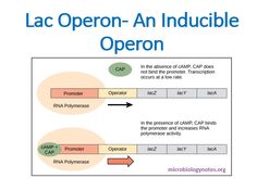 a diagram with the words lacc operon - an inducible openn