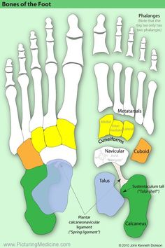 the bones of the foot are labeled in several different colors and sizes, including green