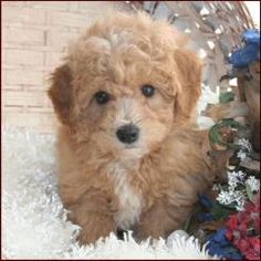 a small brown dog sitting on top of a white rug next to flowers and plants